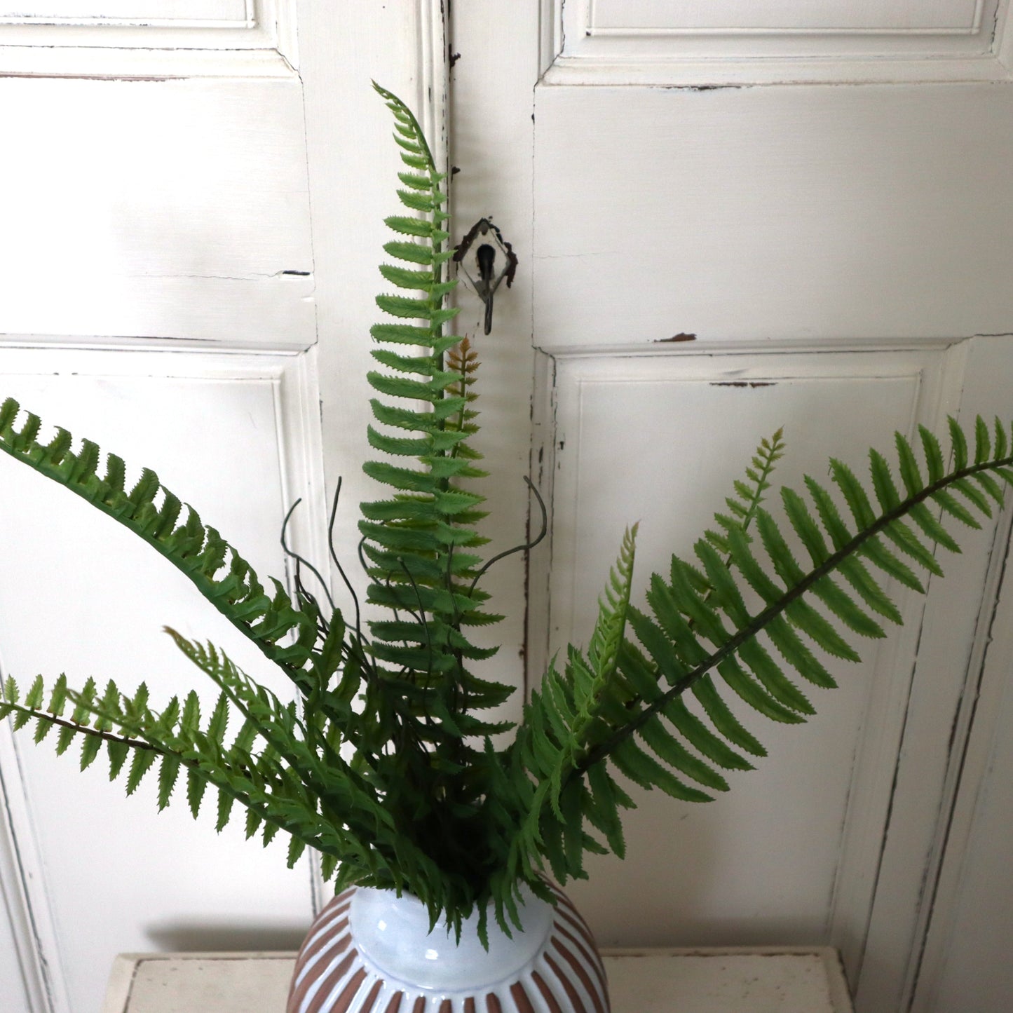 Boston Fern Bush green