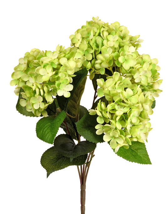 Hydrangea Green
