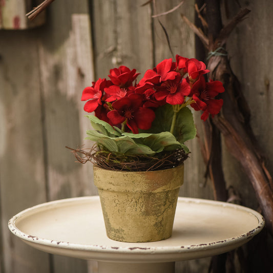 Red Potted Geranium